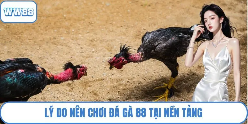 Lý do nên chơi đá gà 88 tại nền tảng