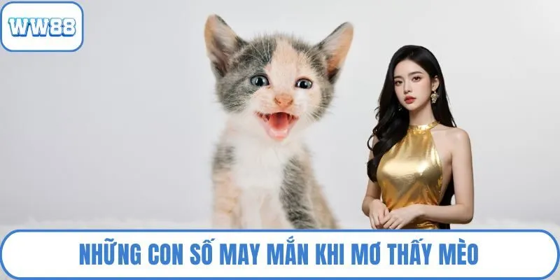 Những con số may mắn khi mơ thấy mèo